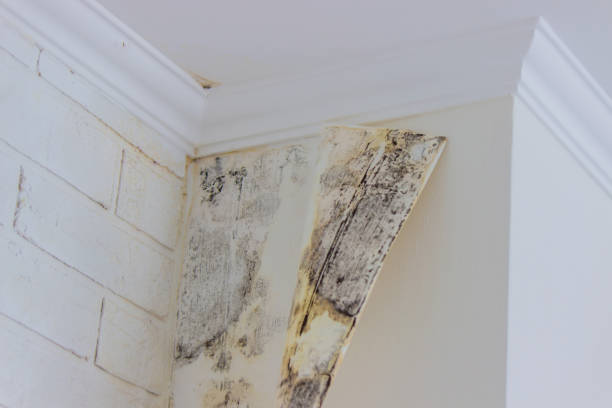 Best Residential water damage restoration  in USA